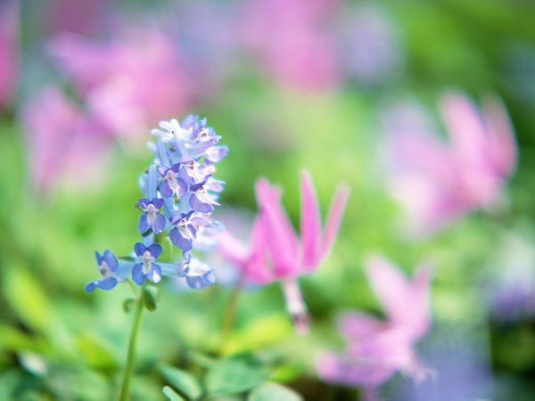 形容玫瑰香和花样子的优美句子