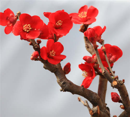 描写红梅的诗句古诗有哪些 赞美红梅的诗句优美的 描写红梅花金典诗句