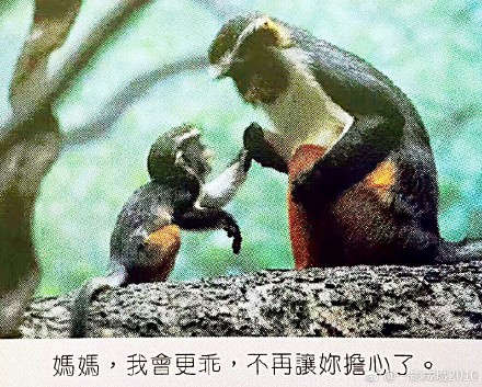 关于动物们的母亲节感人图片说说带字