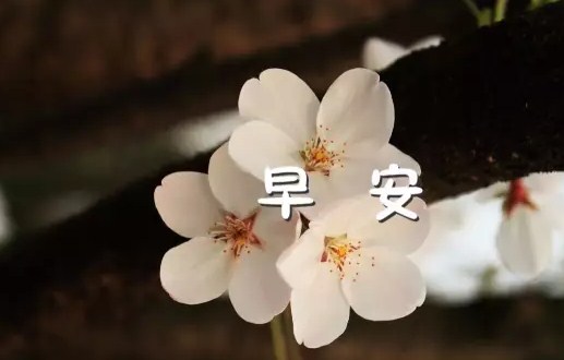 朋友圈早安心语唯美句子带图片 烦恼由心起，凡境皆心造