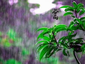 适合谷雨节气发的问候语 诗情传画意,谷雨传心意