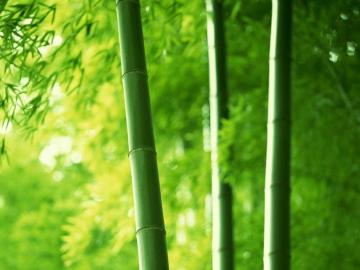 关于描写竹子的古诗词句