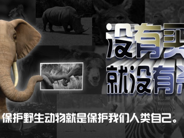 保护野生动物的宣传标语 保护野生动物，维护生态安全