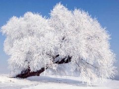 写出几句关于咏雪的诗句及古诗片段有哪些