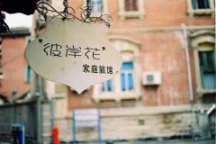 关于描写荷花姿态的句子大全