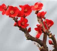 描写红梅的诗句古诗有哪些 赞美红梅的诗句优美的 描写红梅花金典诗句